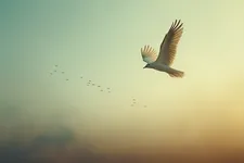 Anima Libera