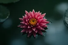 Dalia