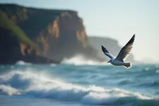 Möwe