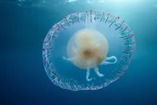 Physalia