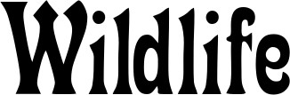 Vorschau des Bootsnamens "Wildlife" als Schriftzug für "Bootsbeschriftung Neu 44"