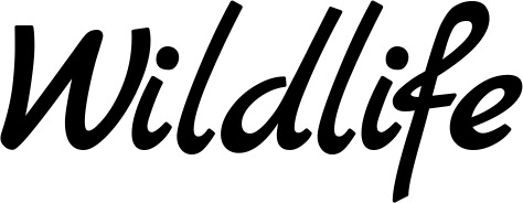 Vorschau des Bootsnamens "Wildlife" als Schriftzug für "Style Klassisch 45"